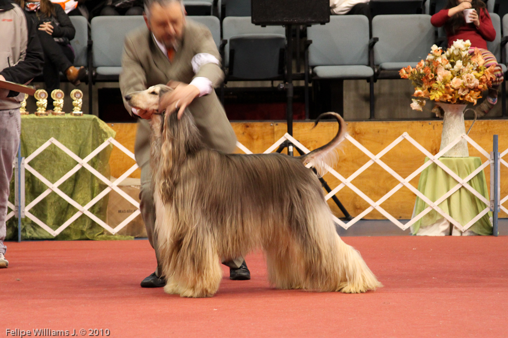 Afghan Hound showing its long silky coat