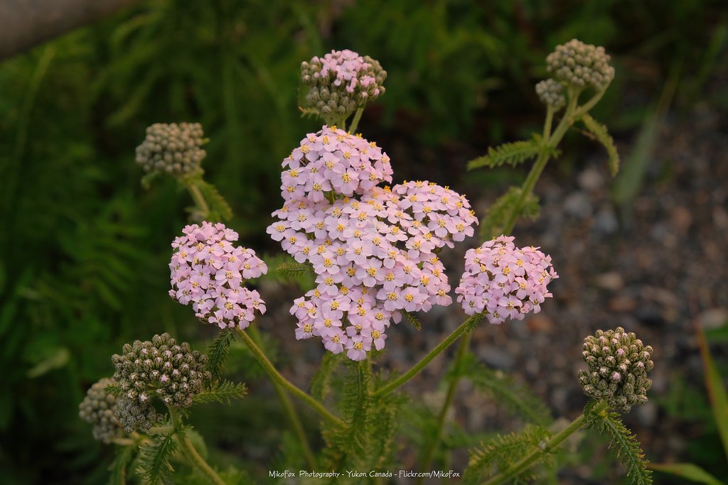 yarrow