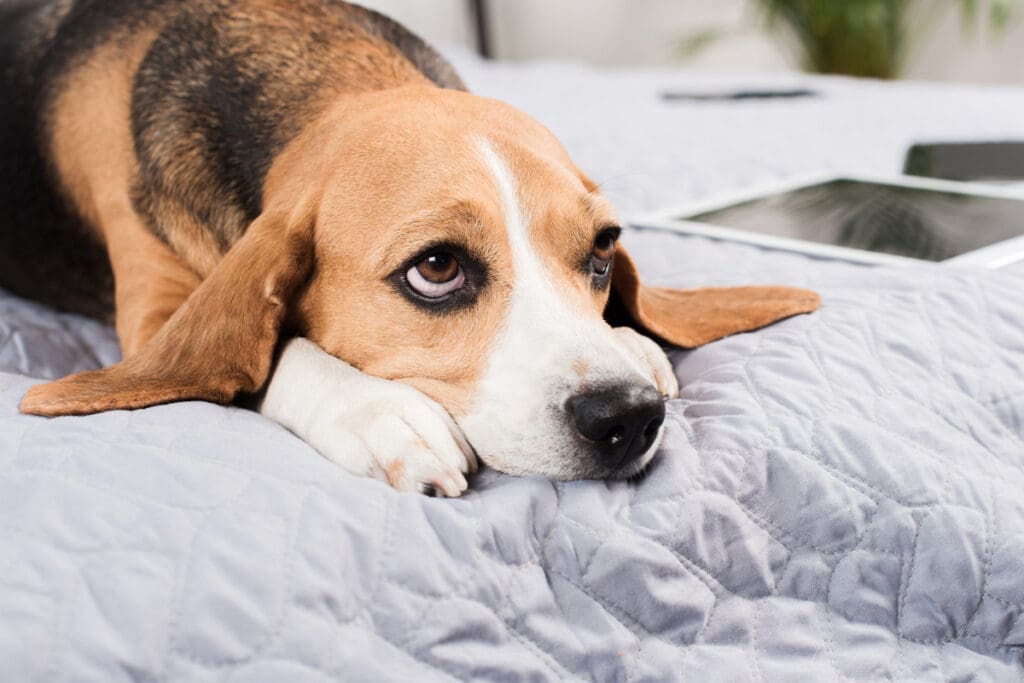 beagle