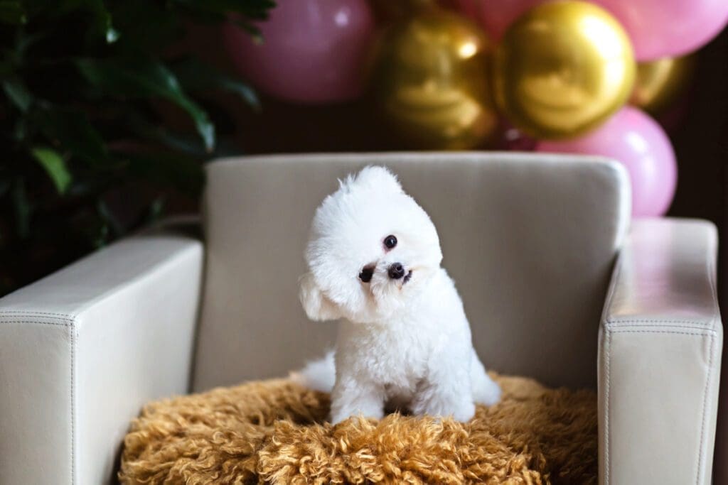 Bichon Frise