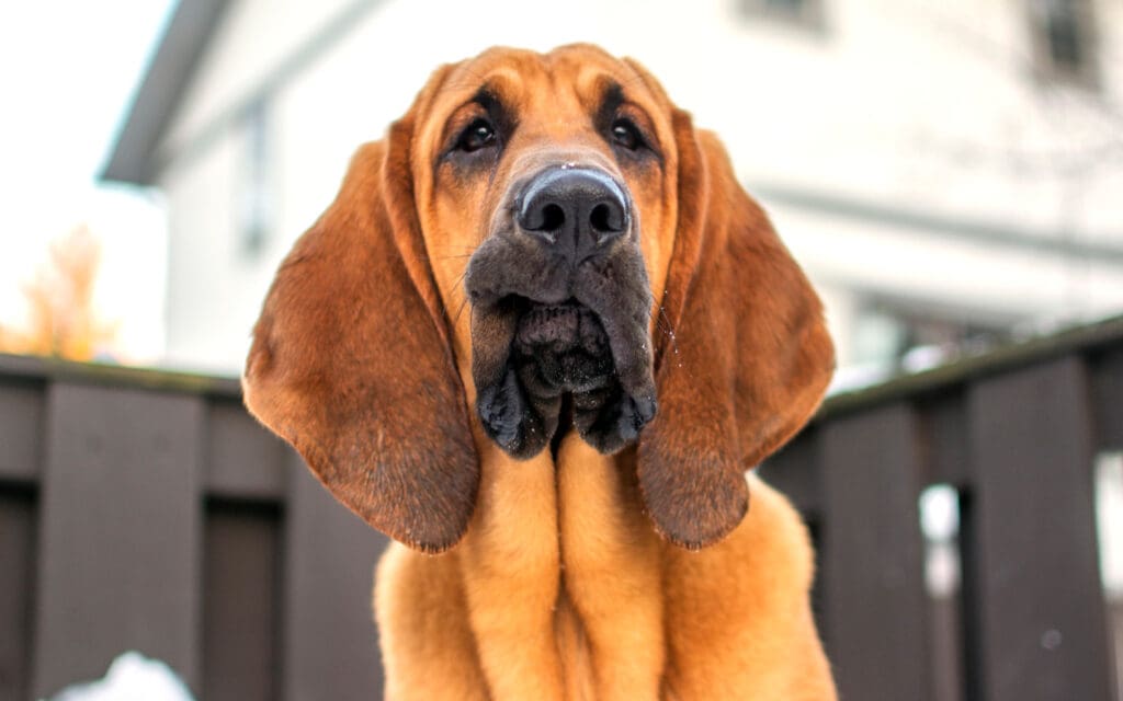 Bloodhound