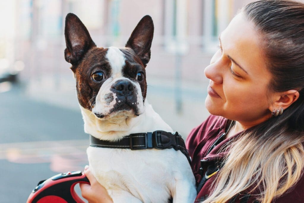 Boston Terrier