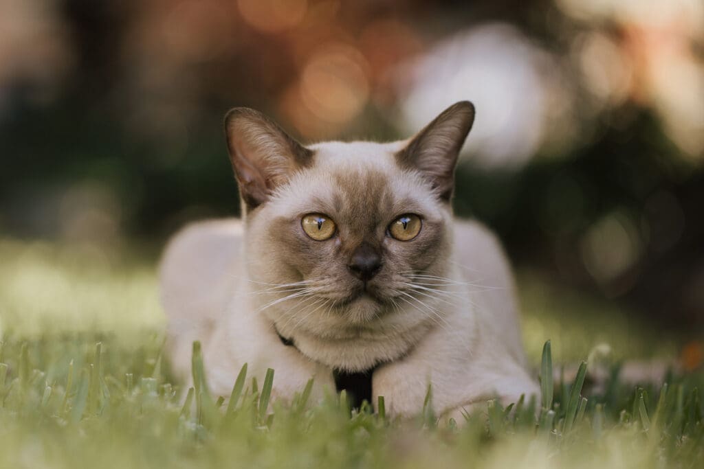 Burmese