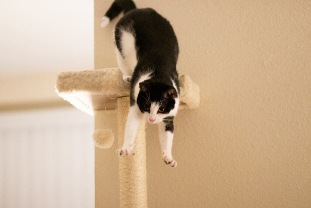 Cats Always Land on Their Feet