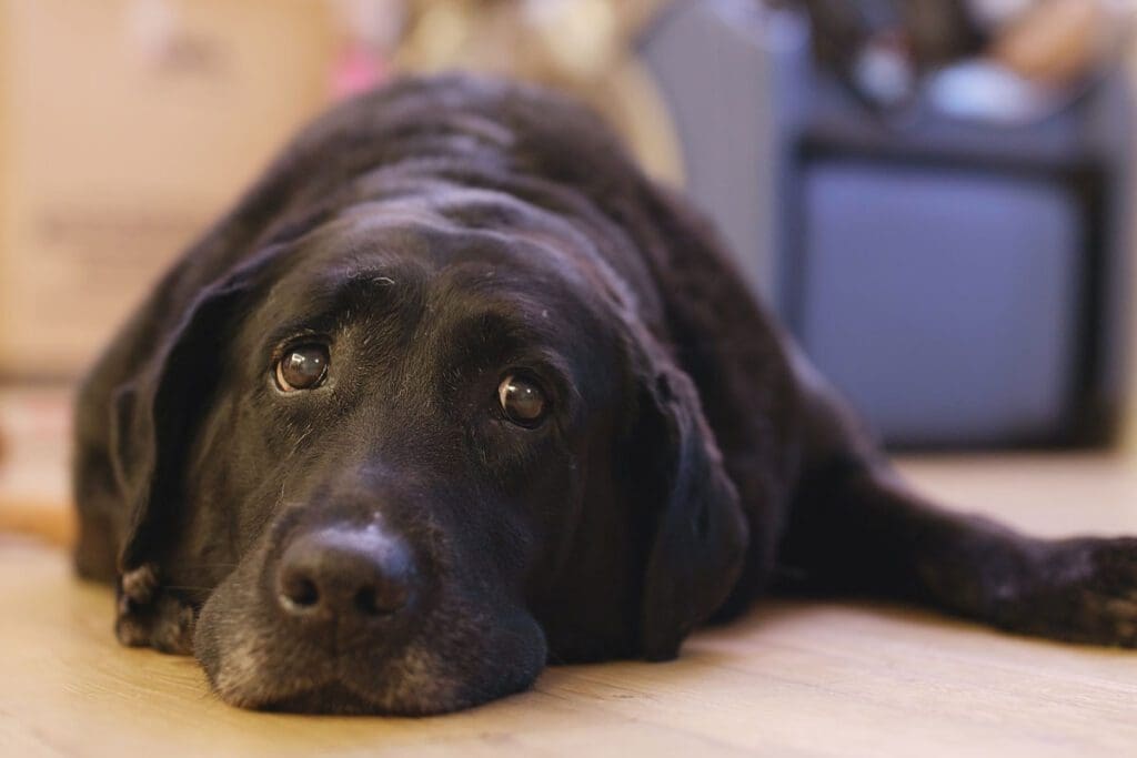 Labrador Retriever