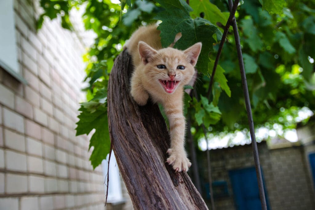 Meowing
