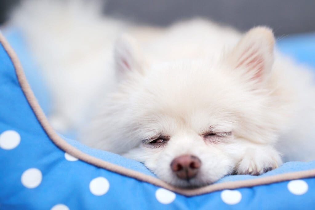 Pomeranian