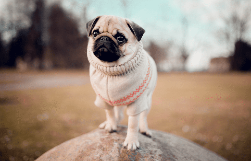 Pug