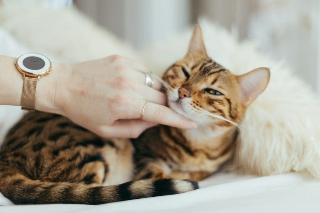 Purring