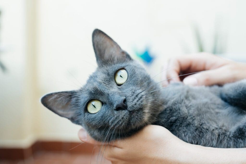 Russian Blue