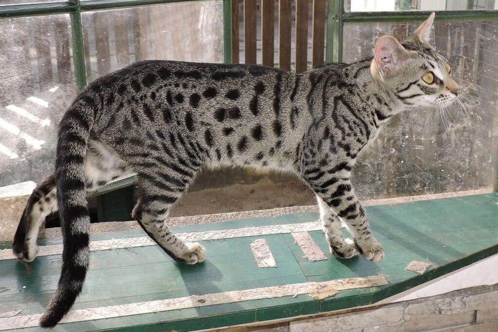 Savannah