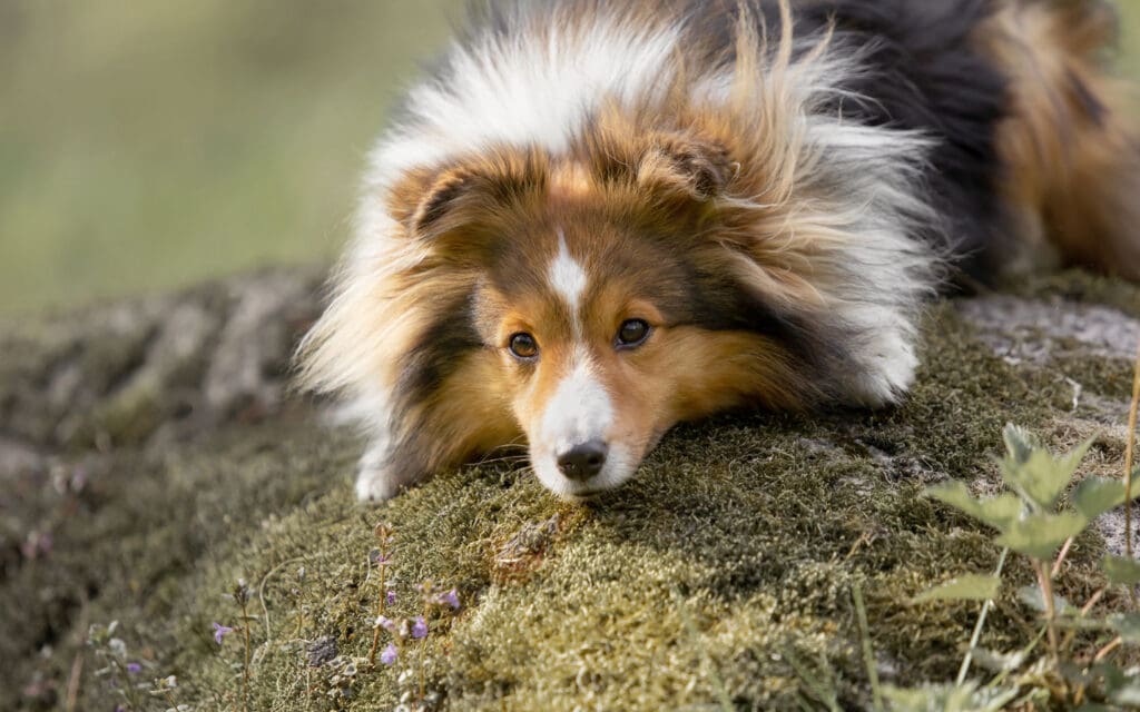 Shetland Sheepdog