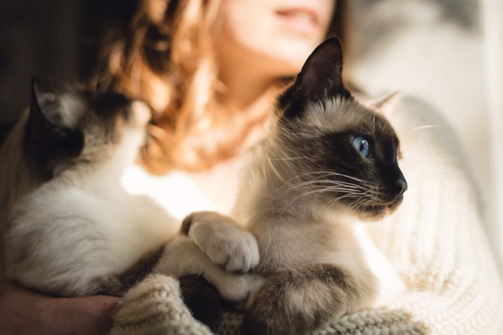 Siamese