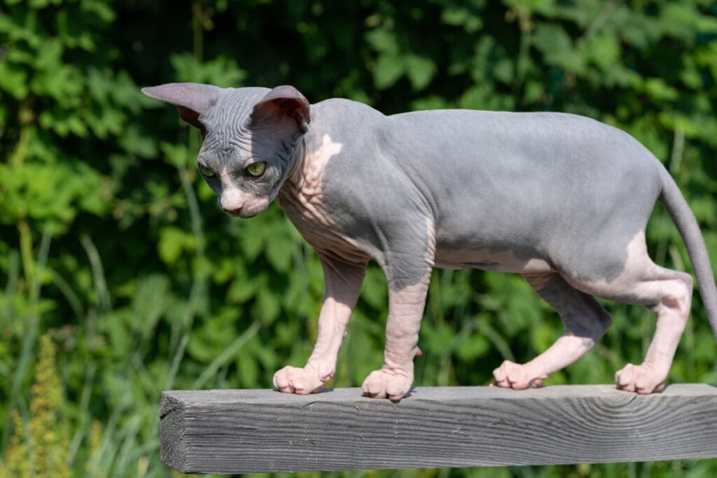 Sphynx