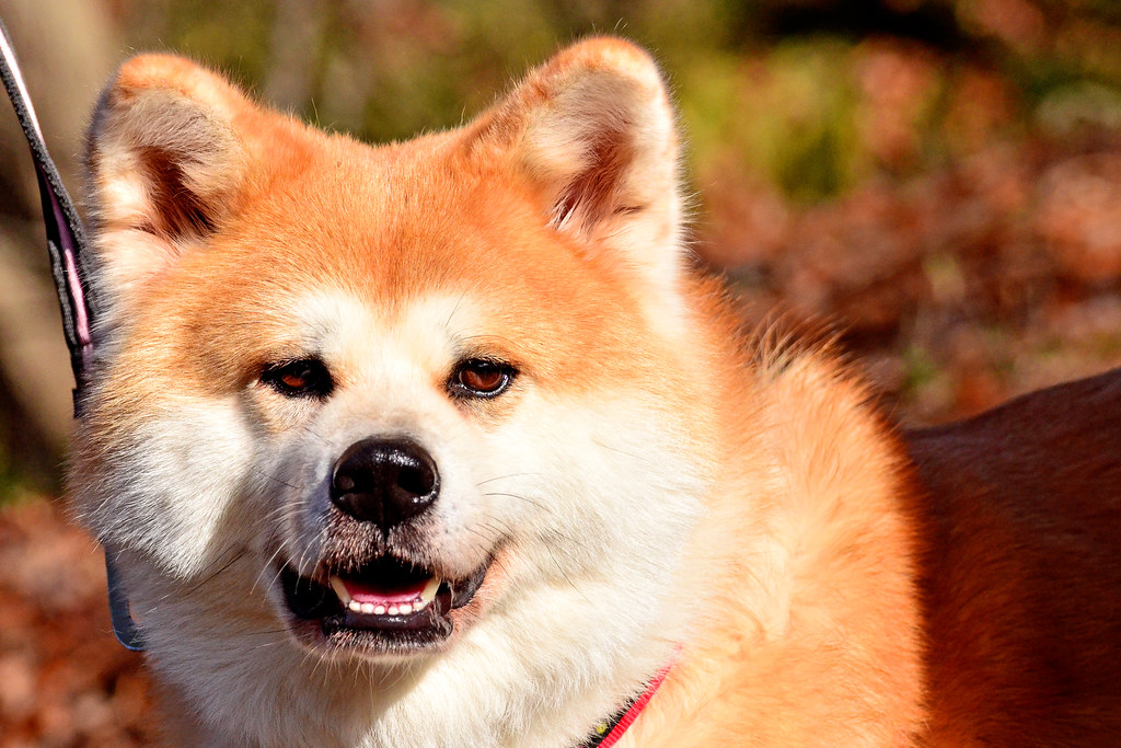 Close-up of an Akita Dog outdoors