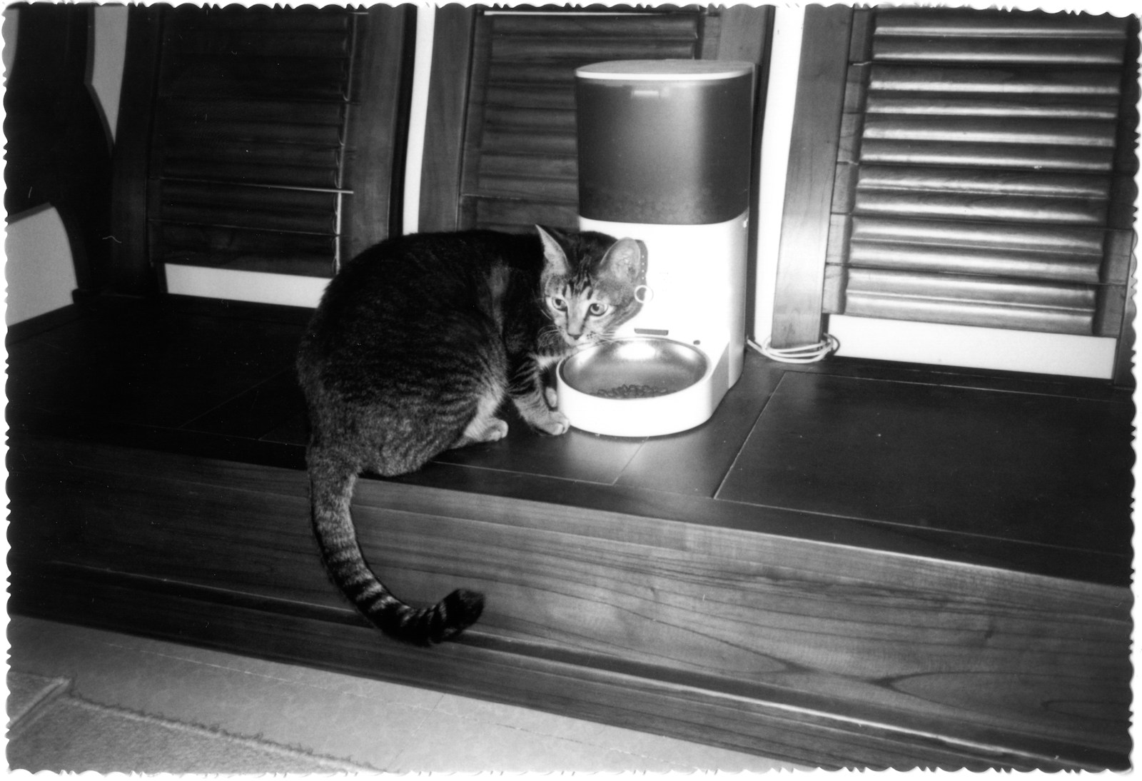 A cat eating from an automatic feeder