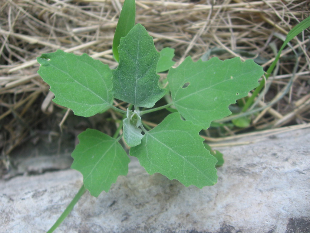 Lamb's Quarters