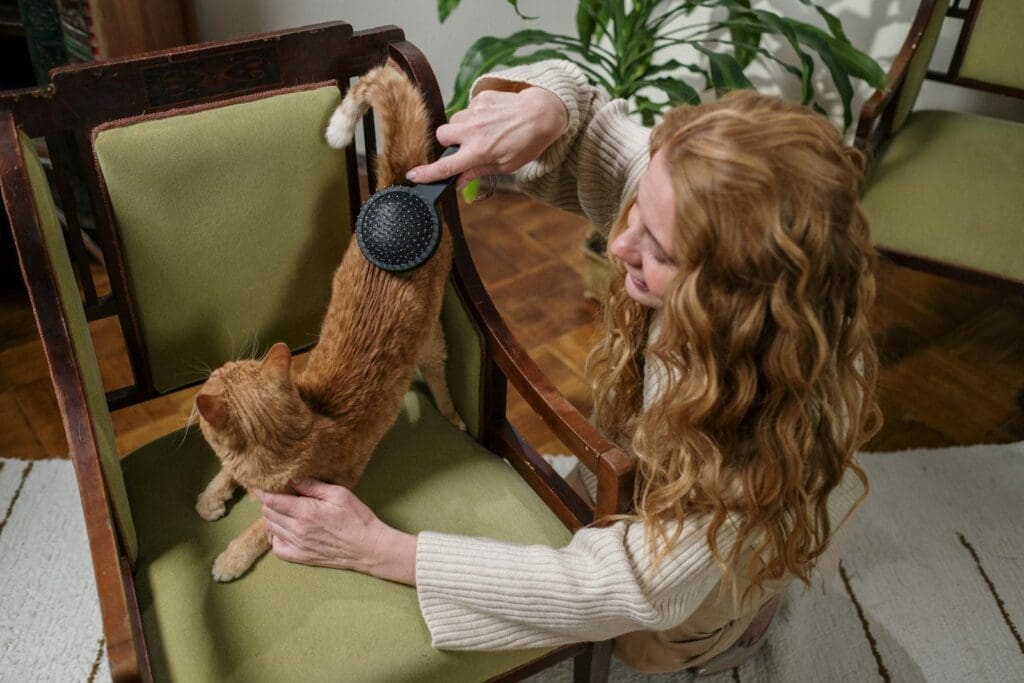 brush cat