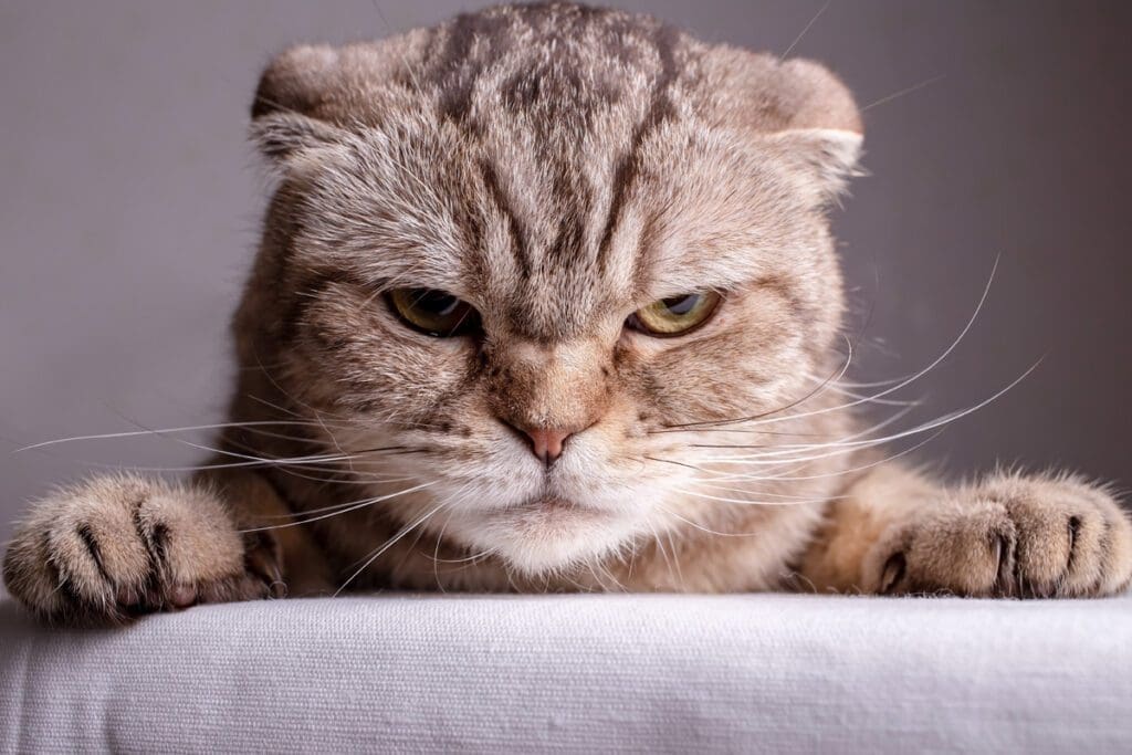 cat body language