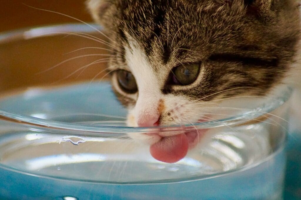 cat drink