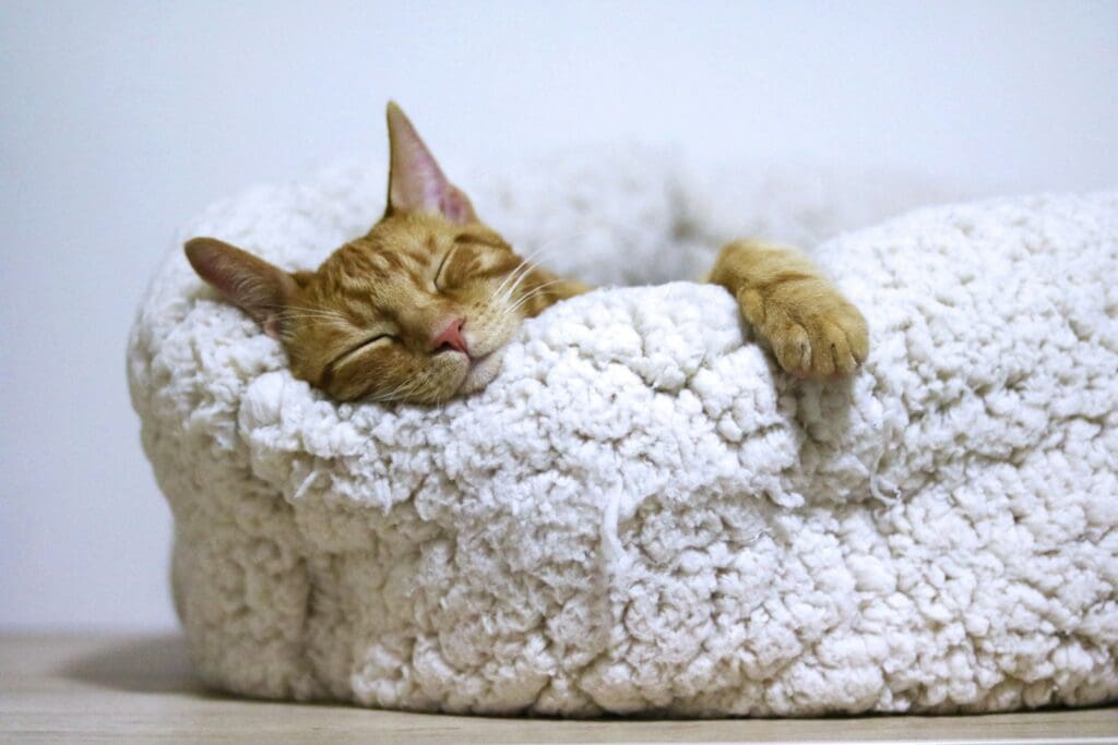 cat nap