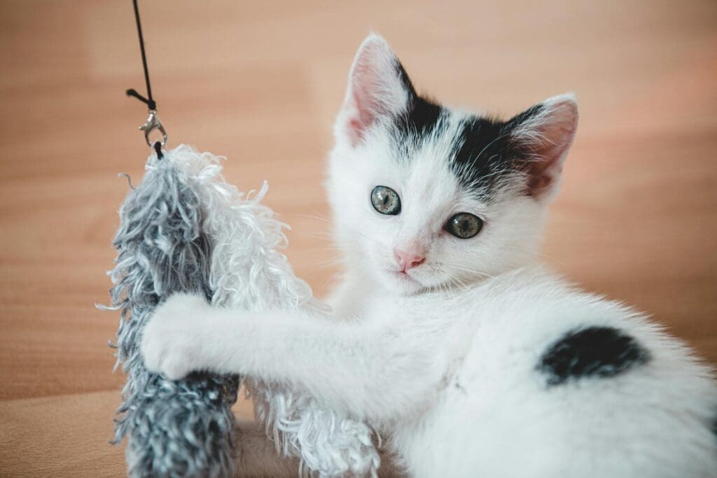 cat playing with toy