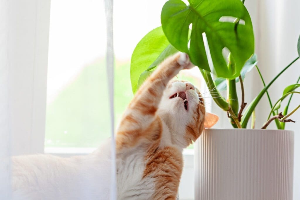 cat playing