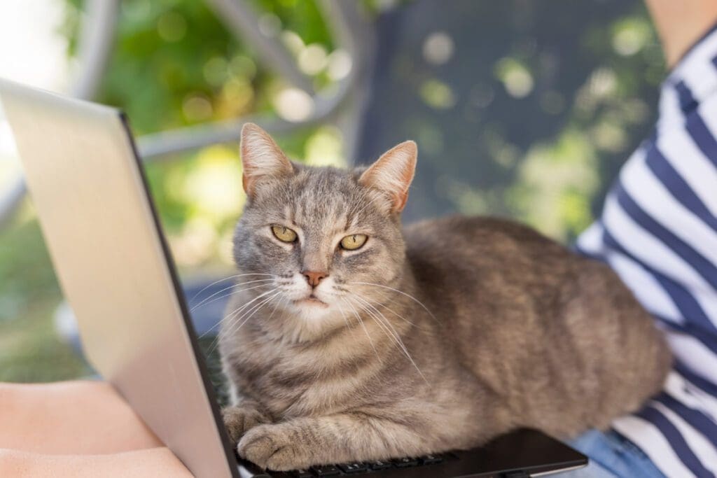cat with laptop