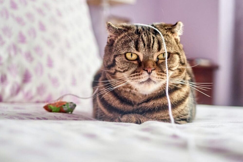 7-things-in-your-home-that-make-your-cat-nervous-and-how-to-fix-it