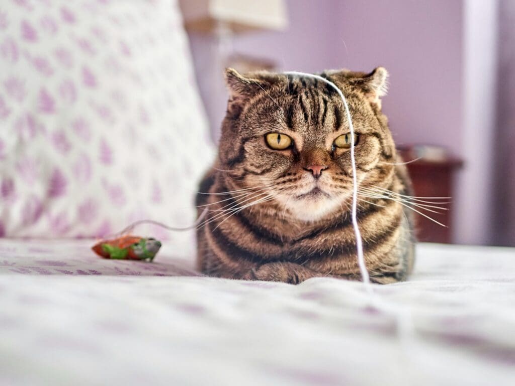 cat toy