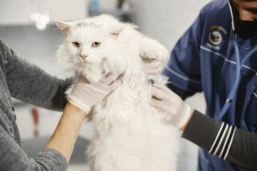 cat with vet