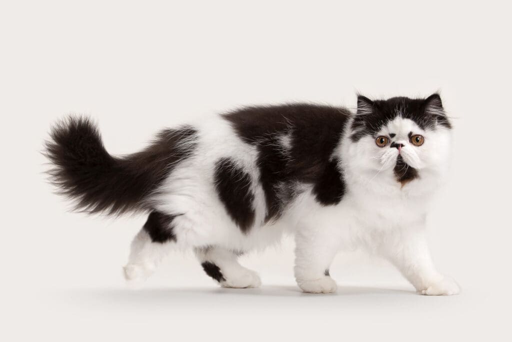 black and white cat
