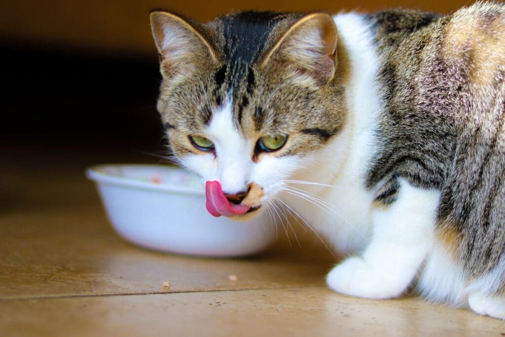 cat eating