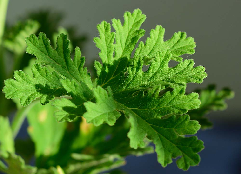 citronella