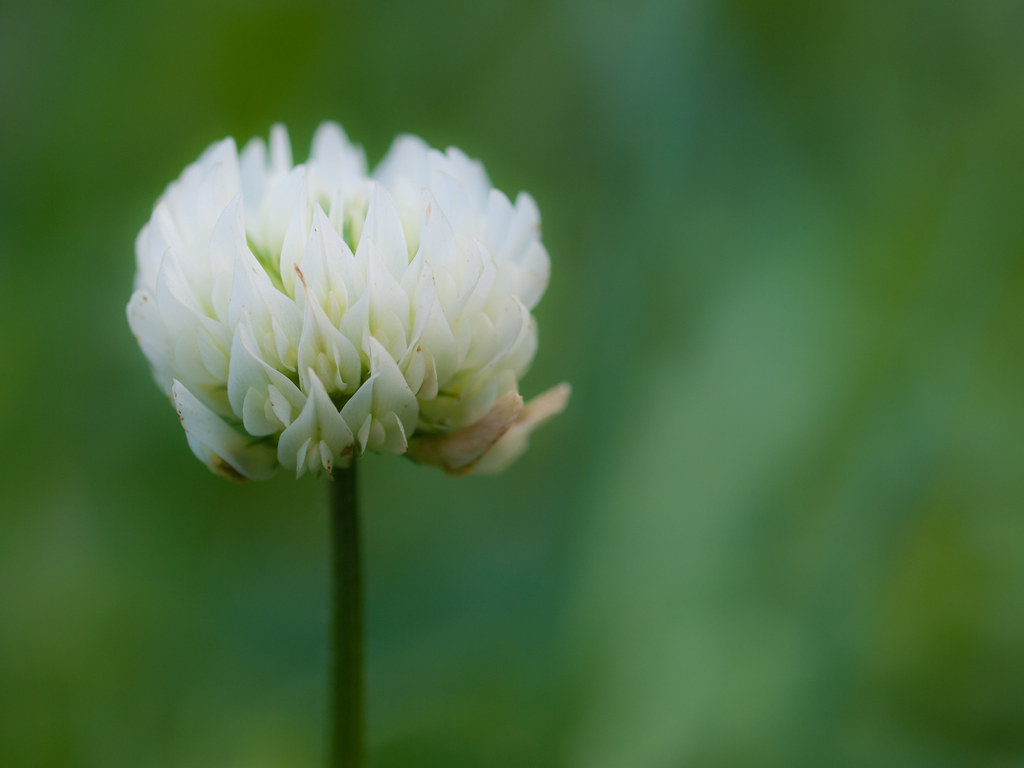 White Clover Bloom