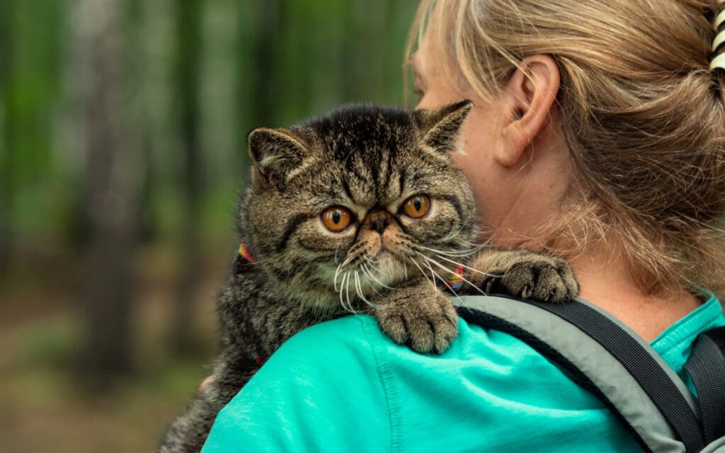 examine cat