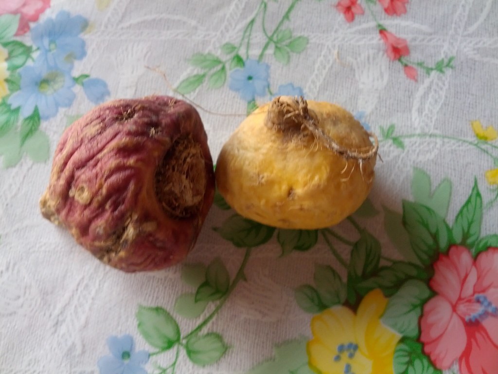 maca root