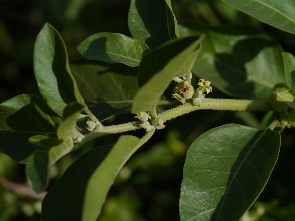 Ashwagandha