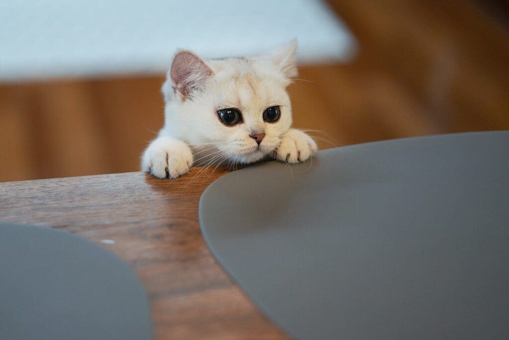 consistent cat training