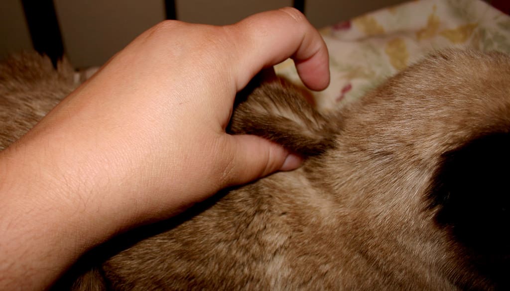 grabbing cat's tail