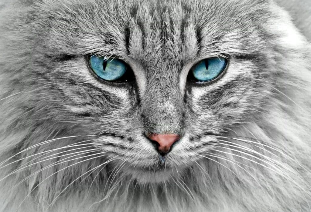 night vision