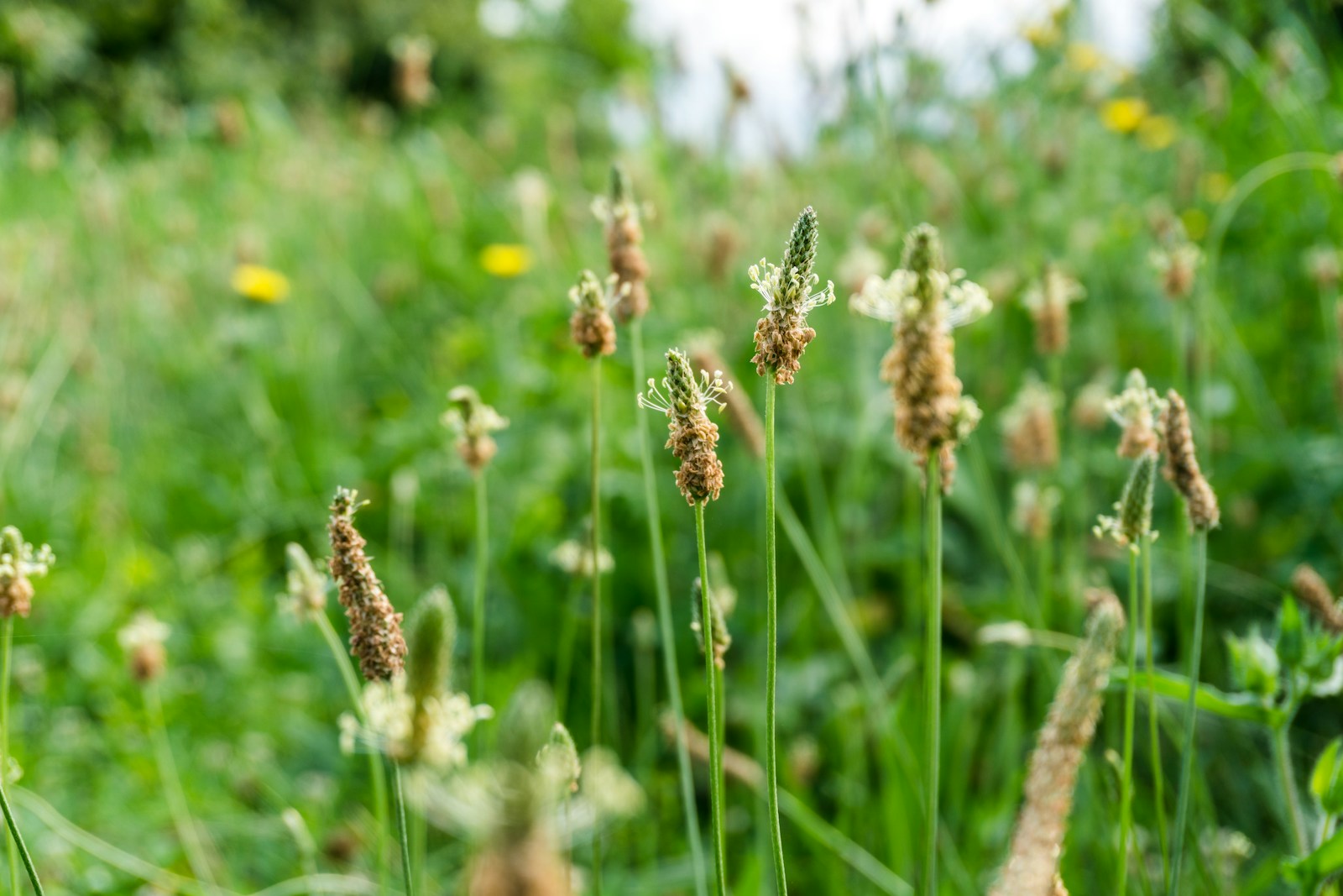 Close-up of tall grass and wildflowers in a meadow.