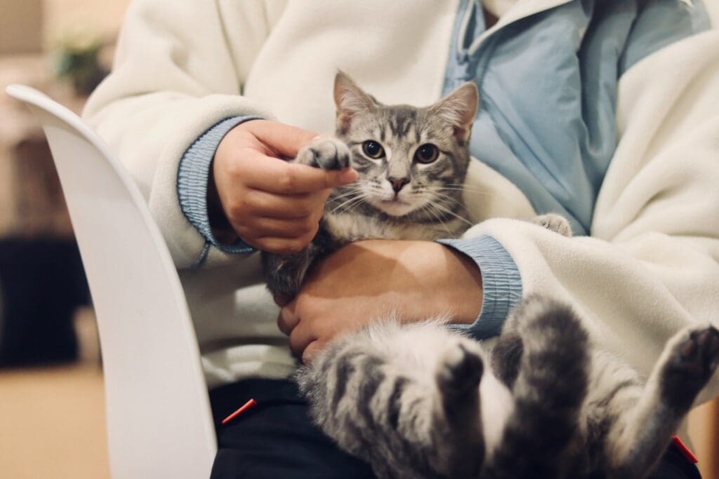 secure cat