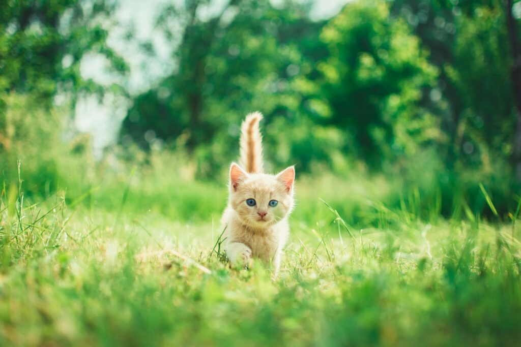 solitary cat