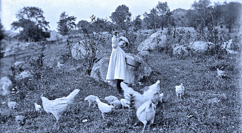 Georgie feeding chickens, Garrison, N.Y., 1902.