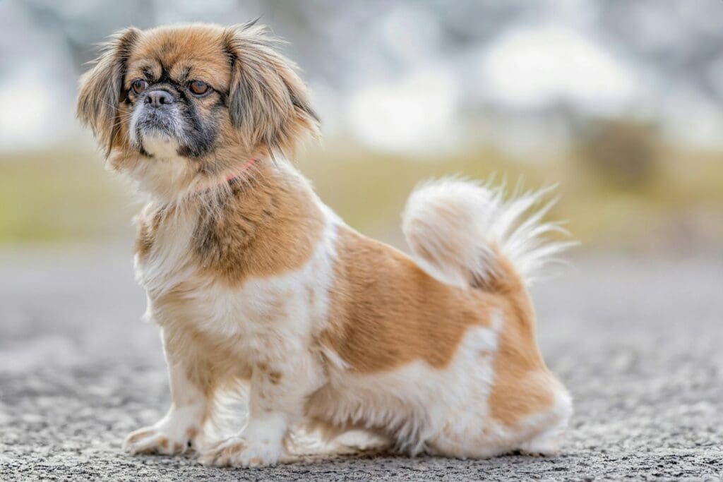Pekingese