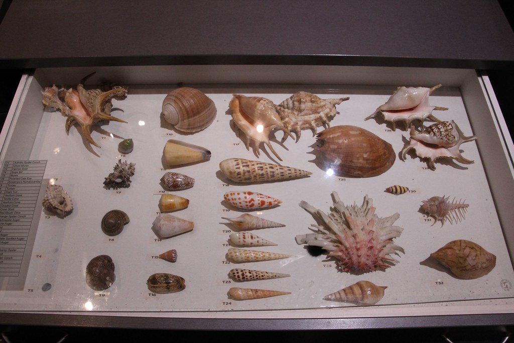 Seashell collection at at National Aquarium of New Zealand at Napier