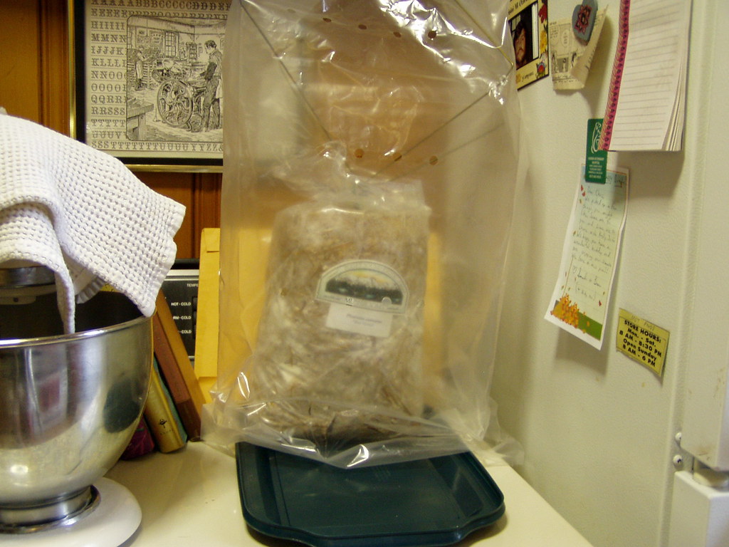 Oyster mushrooms in humidity tent