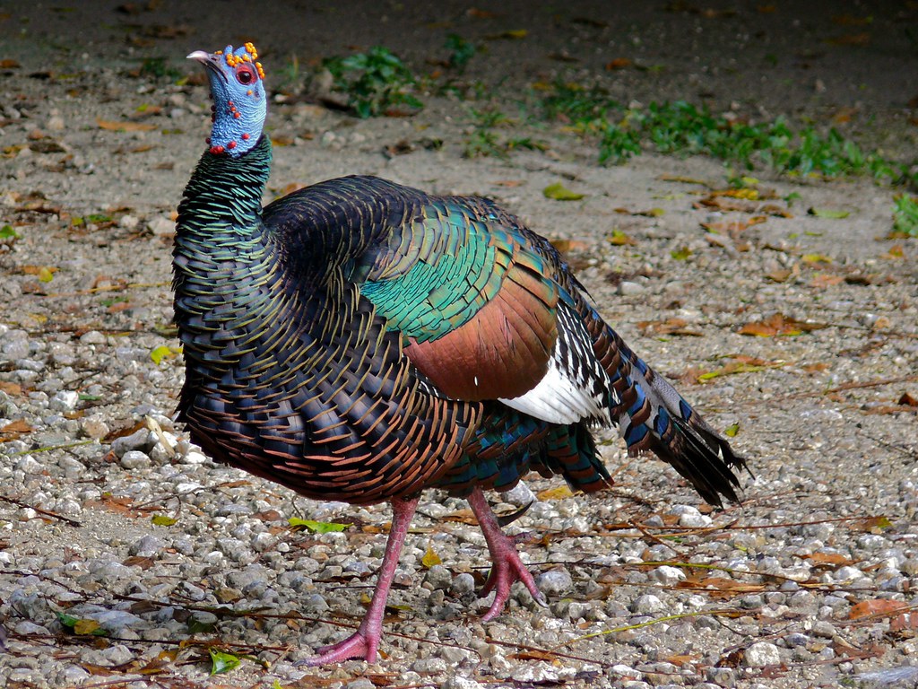 Ocellated Turkey (Agriocharis ocellata)