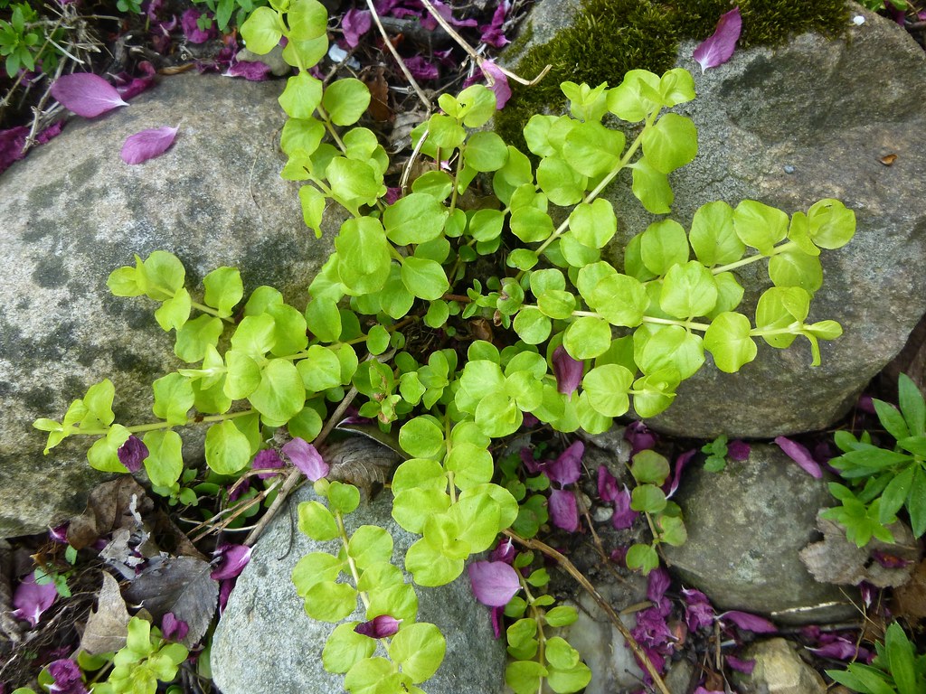 creeping jenny